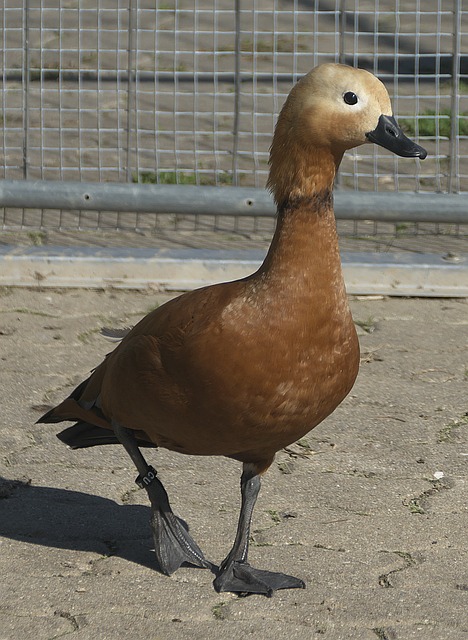 也被俱乐部