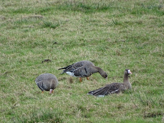 馬拉多納 馬拉多納